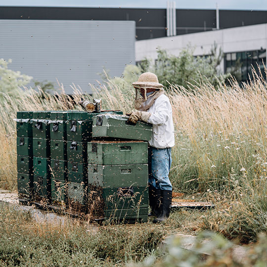 Solarlux Campus mit Wildblumen und Imker
