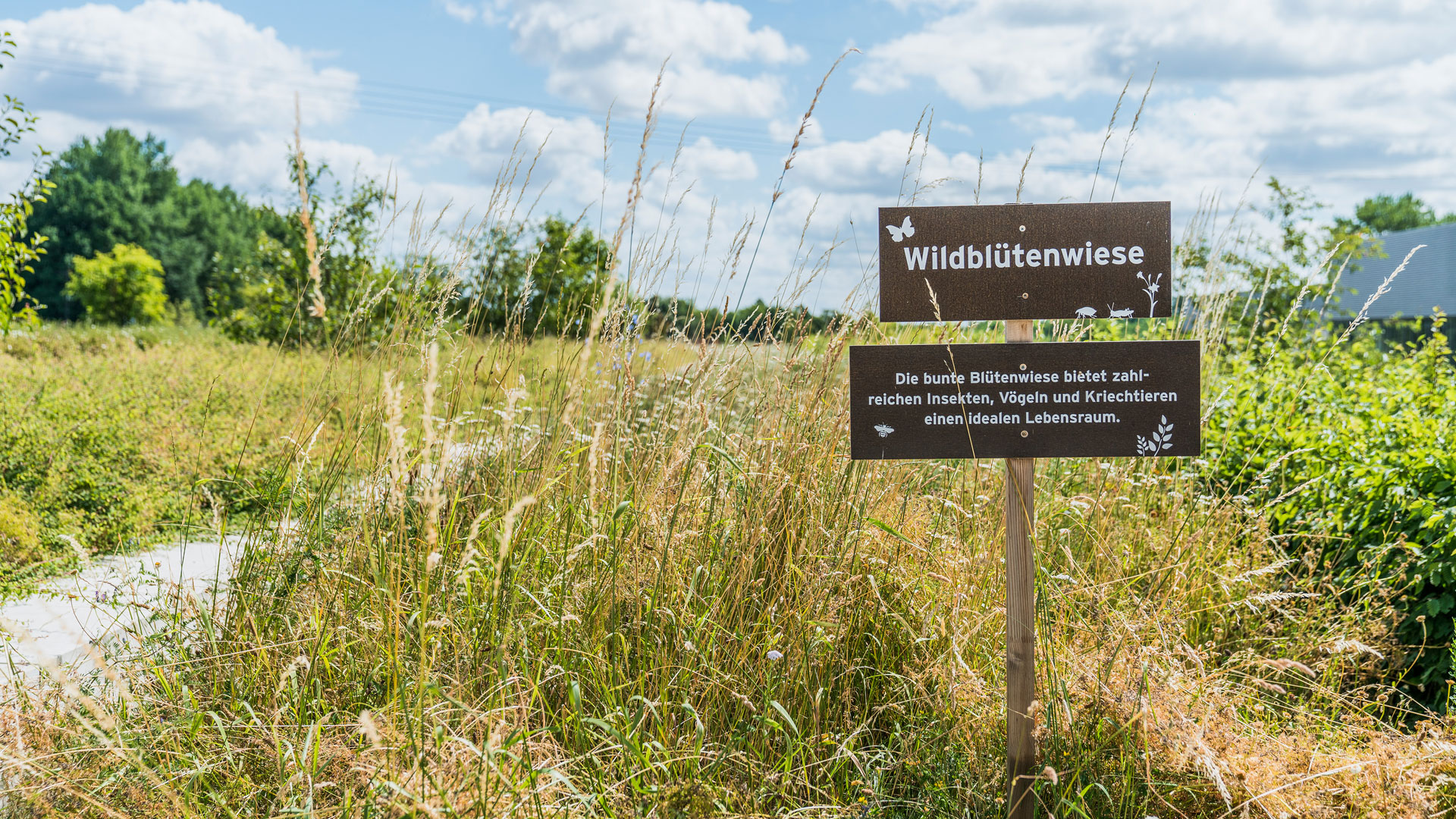 Foto Solarlux Campus Wildblütenwiese