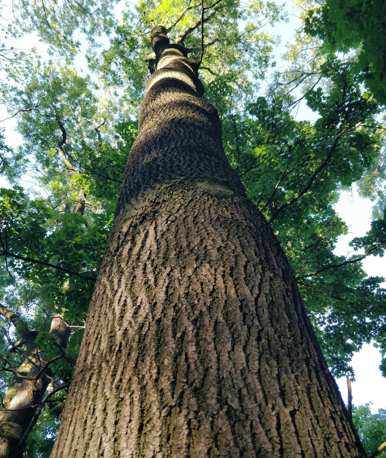 Le chêne bois noble