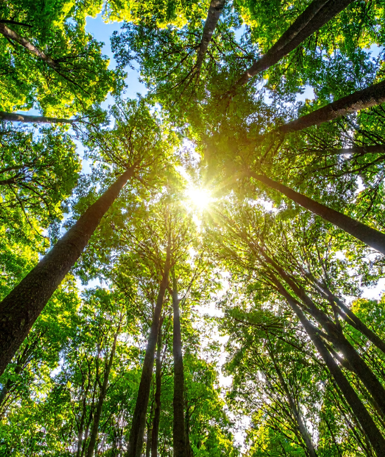 Bois durable issu de plantations Red Grandis