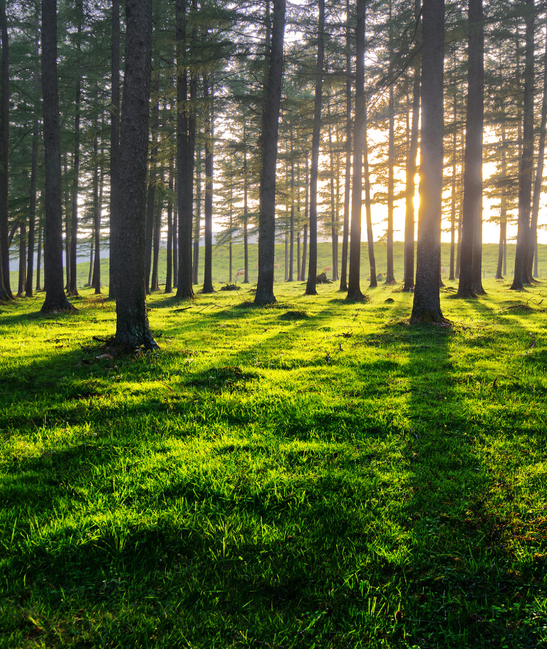 Bois résineux Solarlux